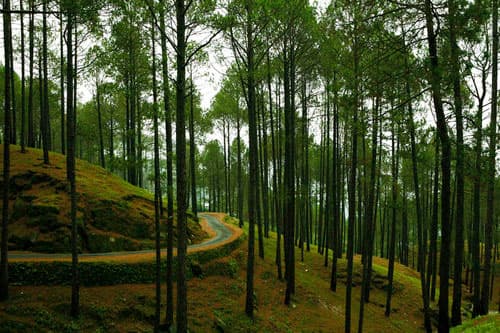 Corbett, Nainital, Ranikhet Tour